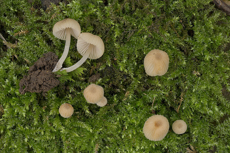 Coprinellus heterothrix